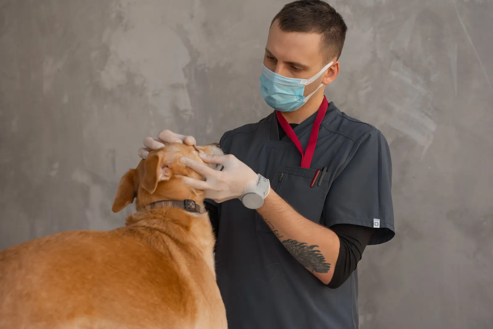 A vet in a mask examining a dog on the table during a check-up.